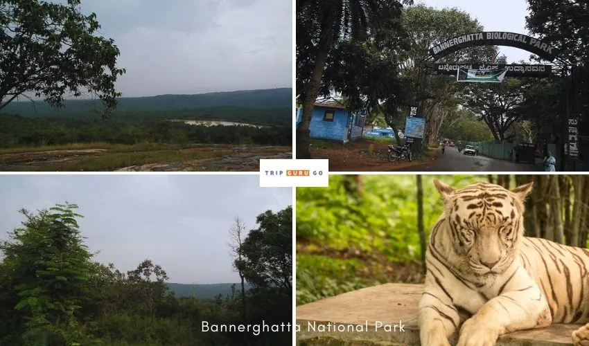 Bengaluru Bannerghatta Biological Park