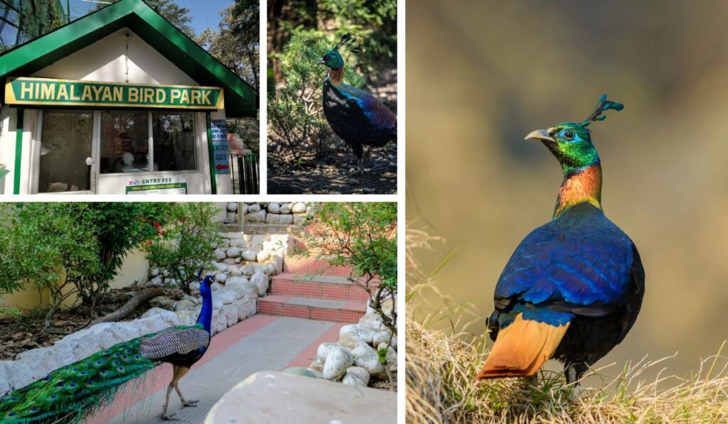 Himalayan Bird Park in Shimla